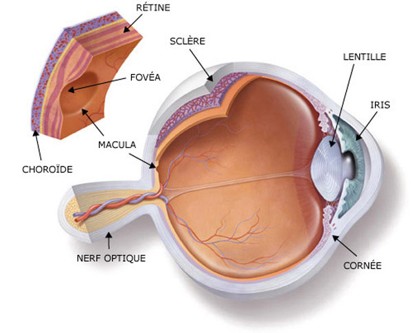 Santé optique et maladies de la  vision